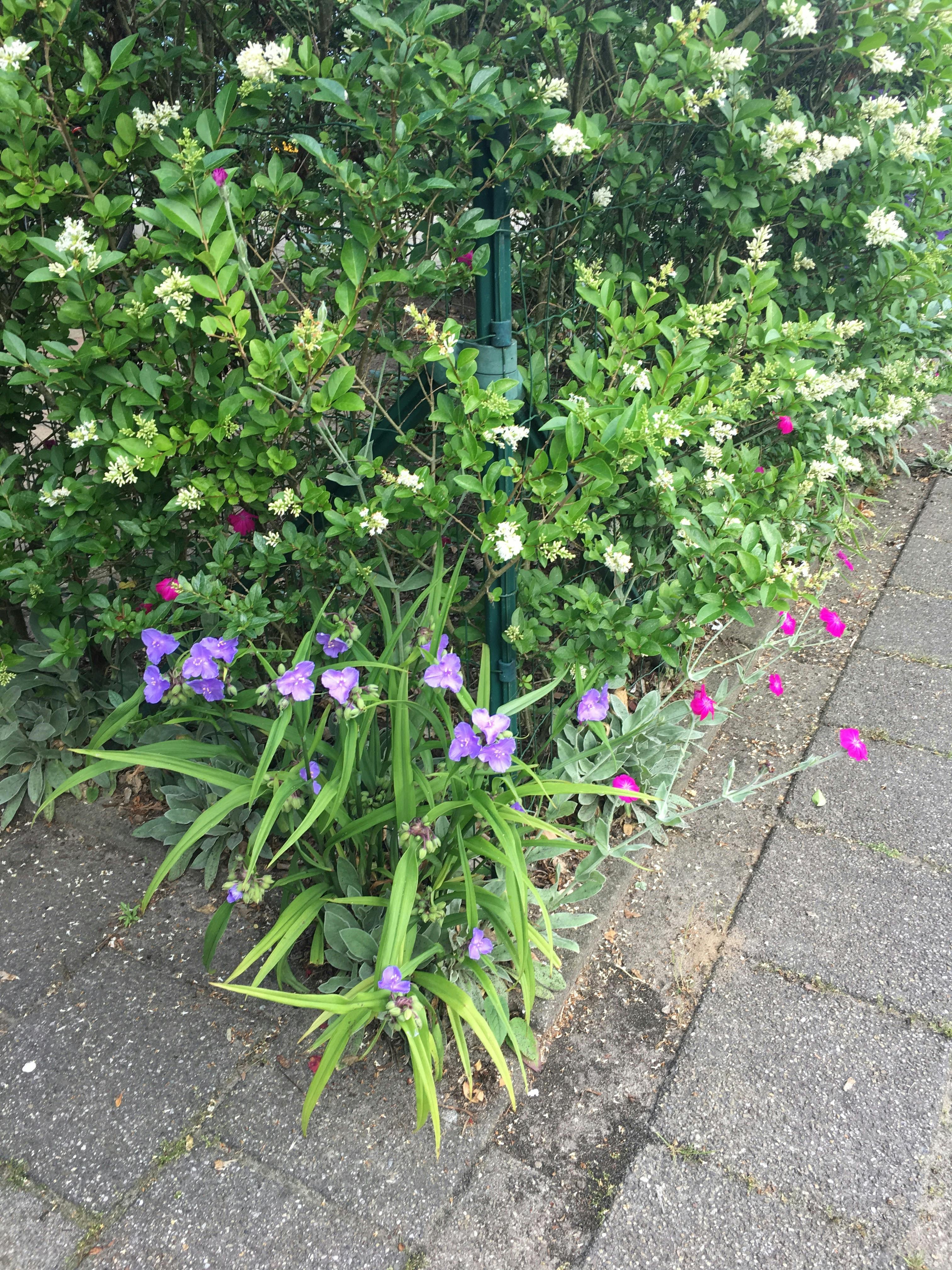 Wie weet hoe deze bloemetjes heten?