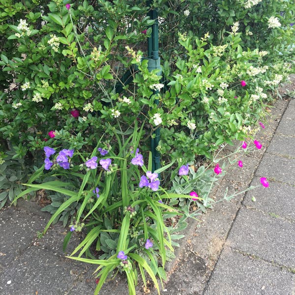 Wie weet hoe deze bloemetjes heten?