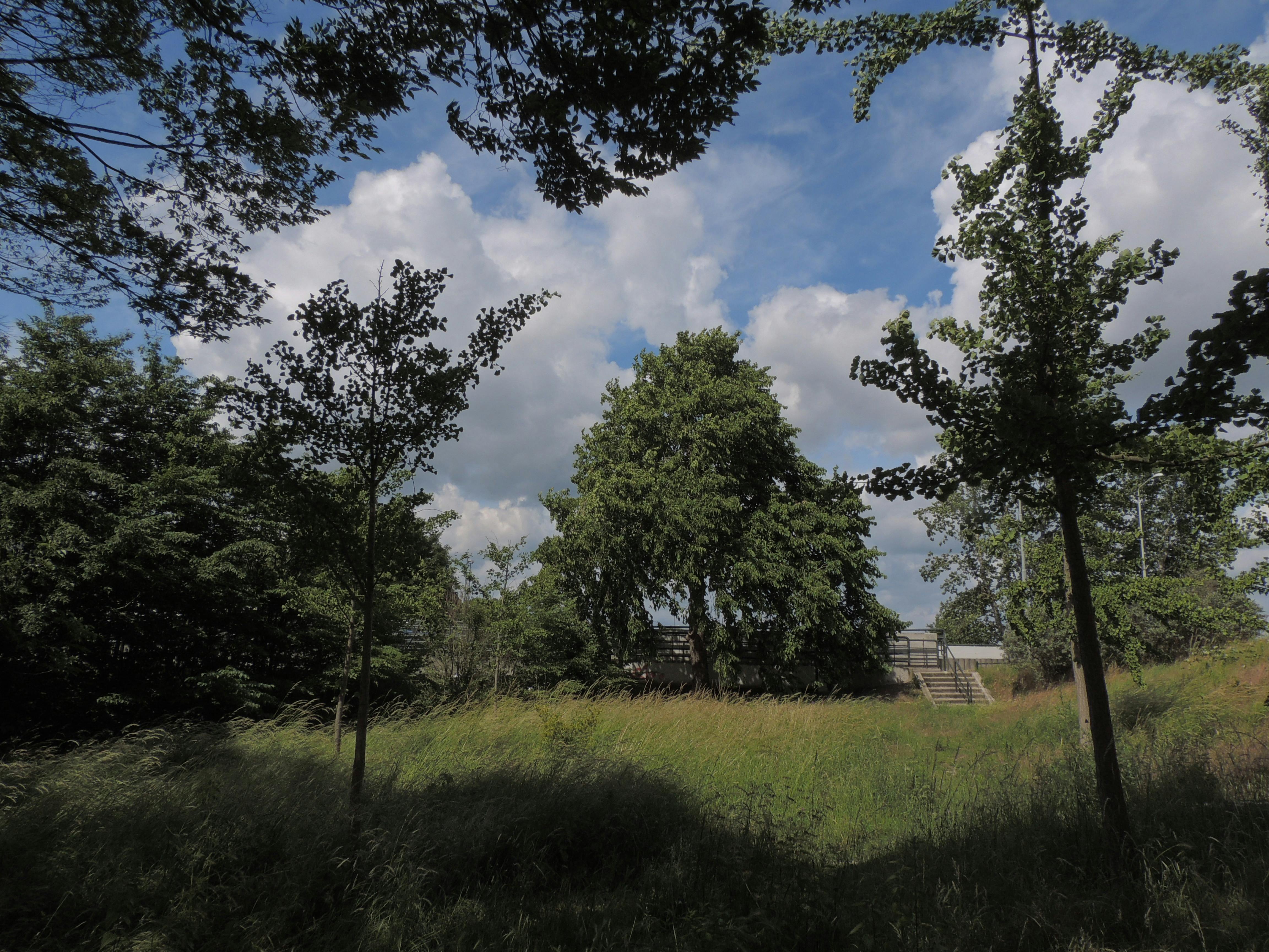 'Bomen als Cultuurgoed' in berichten op NijmegenOost.nl