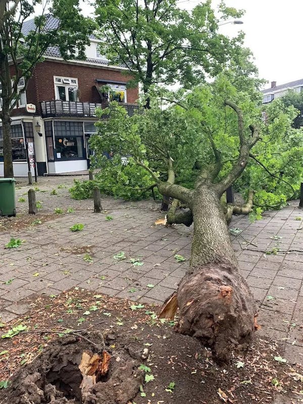 Boom mist op een haar na restaurant Grut Eten & Drinken in Oost | in ...