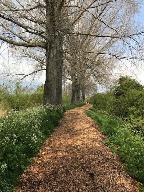 Wijkwandelingen met Anika