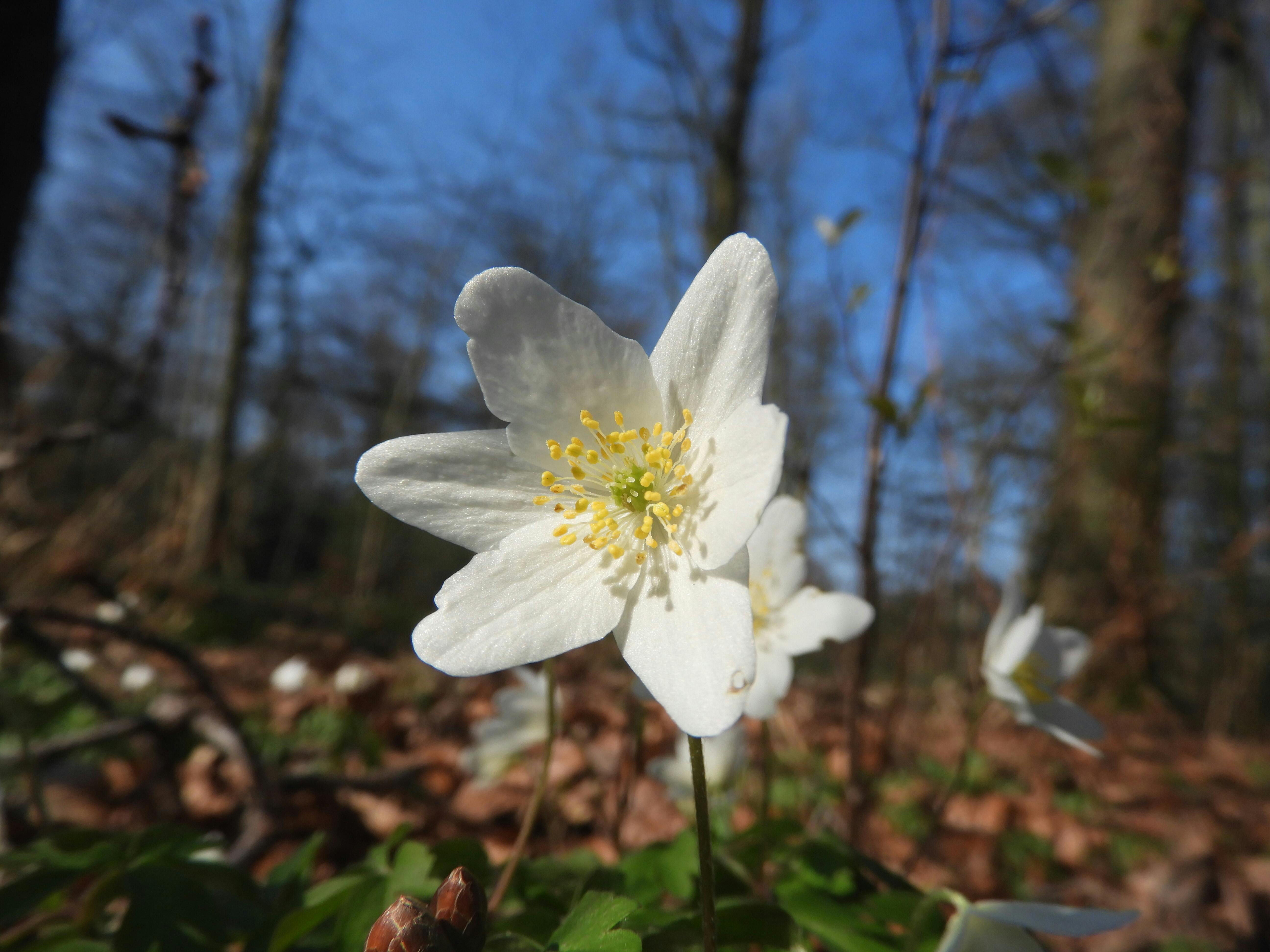 'Godin van de lente', Lentebriesje 2024 | in Verhalen op Nijmegen-Oost.nl