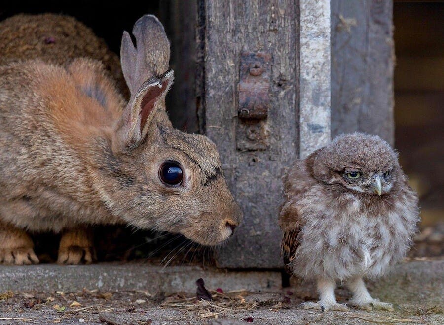 Vereniging Natuurfotografie Nijmegen exposeert op 22 en 23 juni