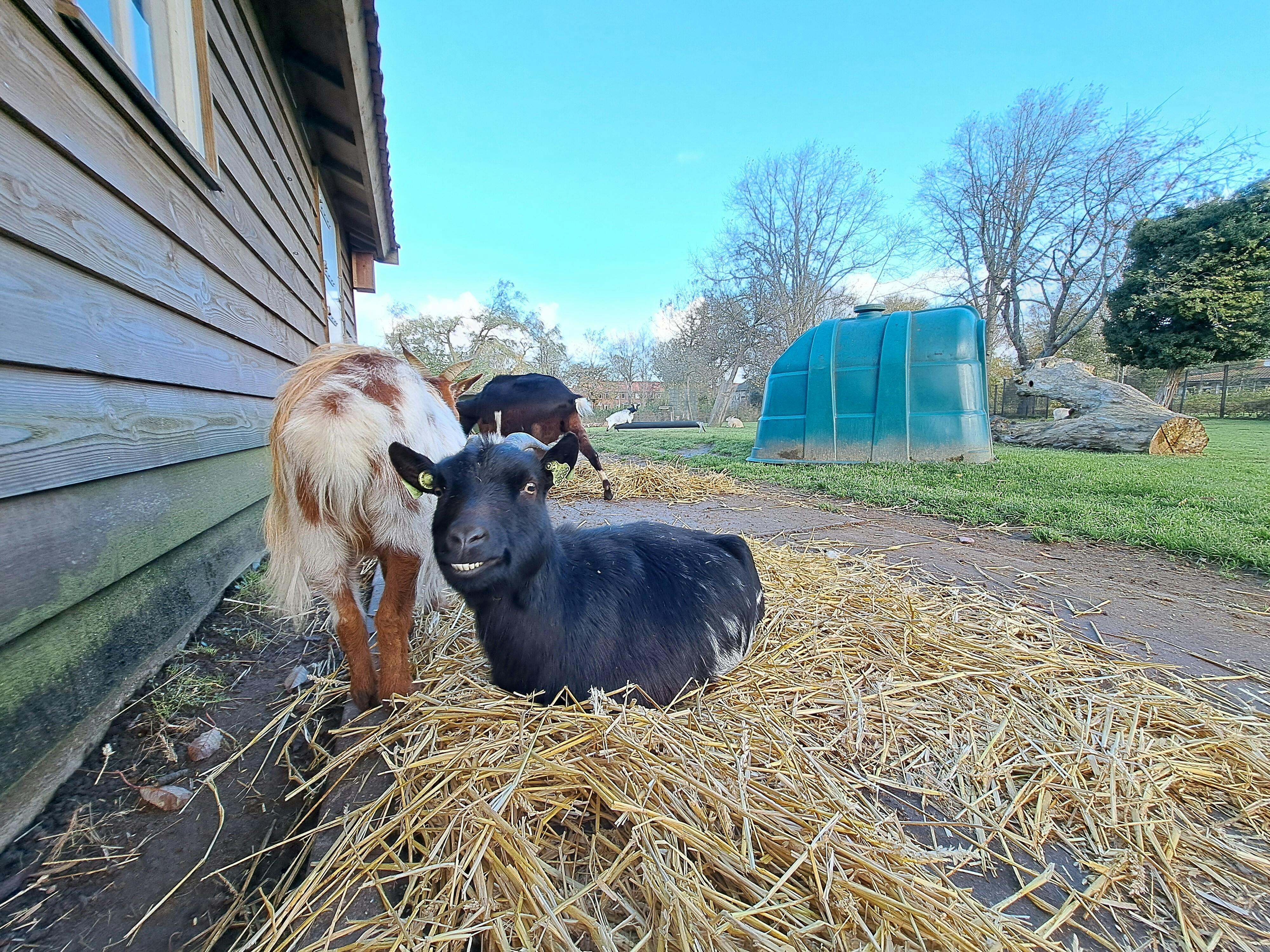 Dierendorp Heemskerk