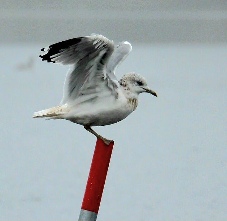 Virtuele wandeling met Jo Willems op 5 feb bij de Wester