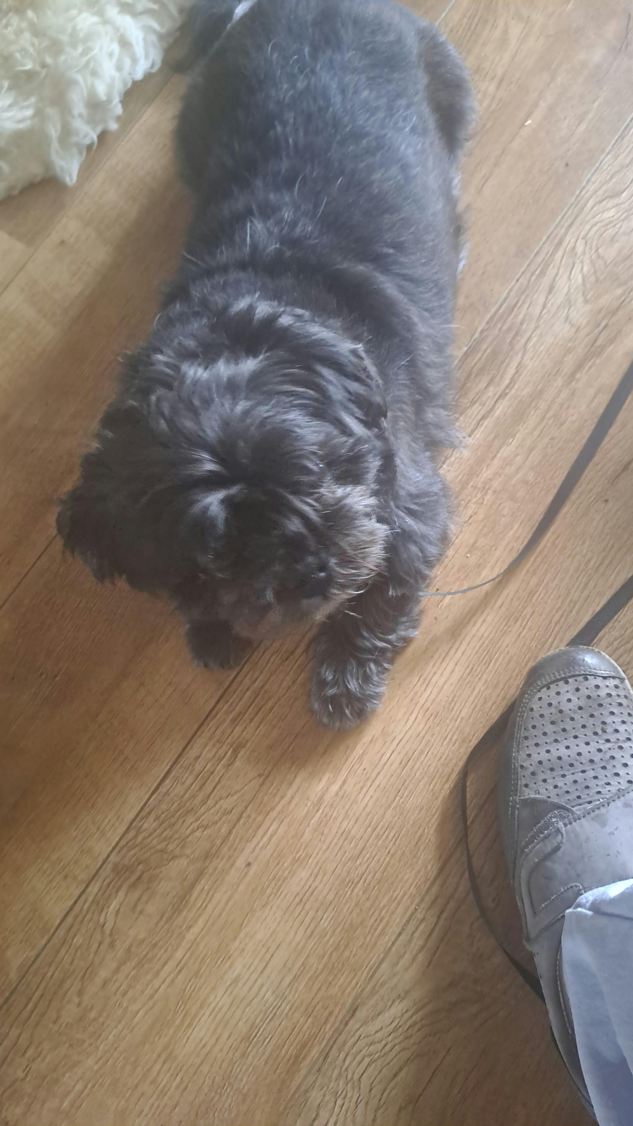 Samen wandelen met je hond