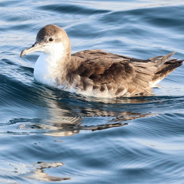 Vogels in Oman. Wat een verrassing.