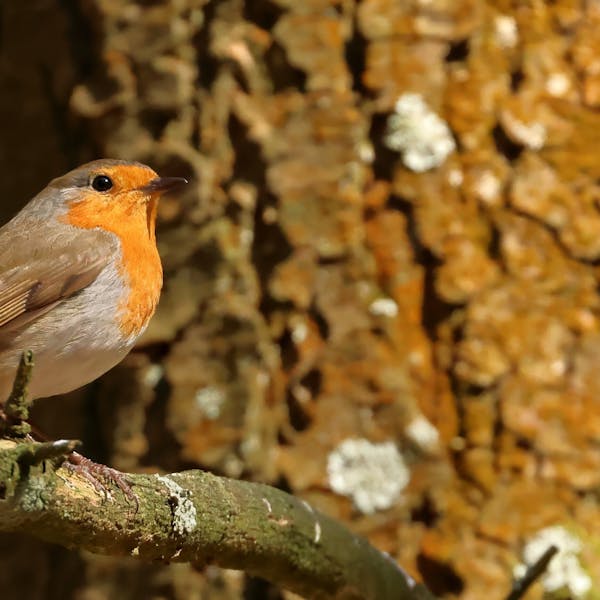 Vogelkijkhut Hoge Veluwe met verrassing