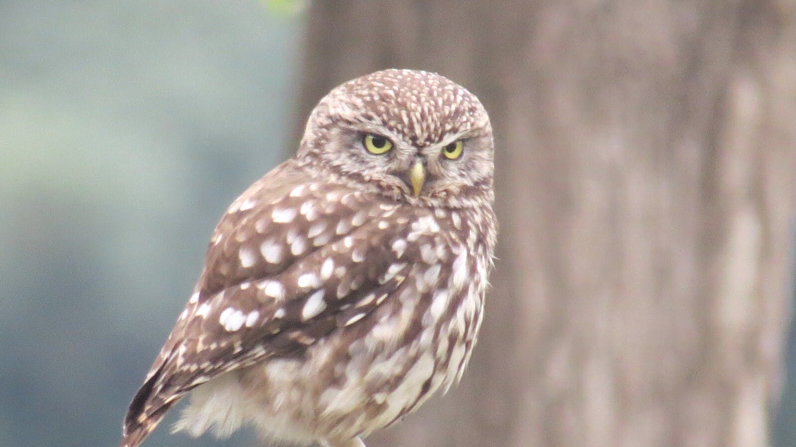 Uilenwerkgroep Zuidoost-Limburg: Wat doen we voor de steenuilen en de kerkuilen? 