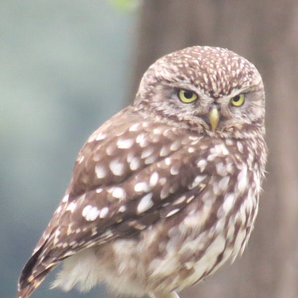 Uilenwerkgroep Zuidoost-Limburg: Wat doen we voor de steenuilen en de kerkuilen?