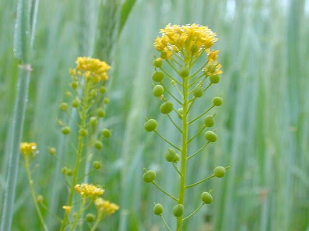 Akkerbouw in vroege tijden rondom Mechelen. 