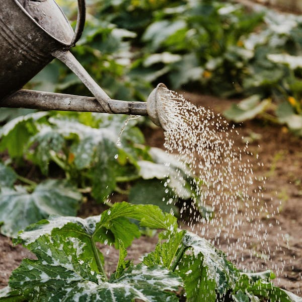 Vrijwilligers Maatje gezocht – samen genieten van de kleine dingen