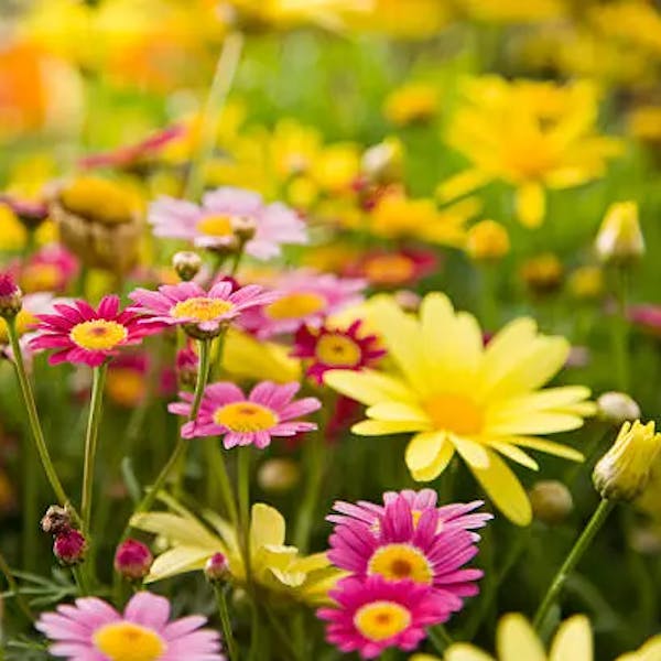 Financiรซle ondersteuning van buurttuin