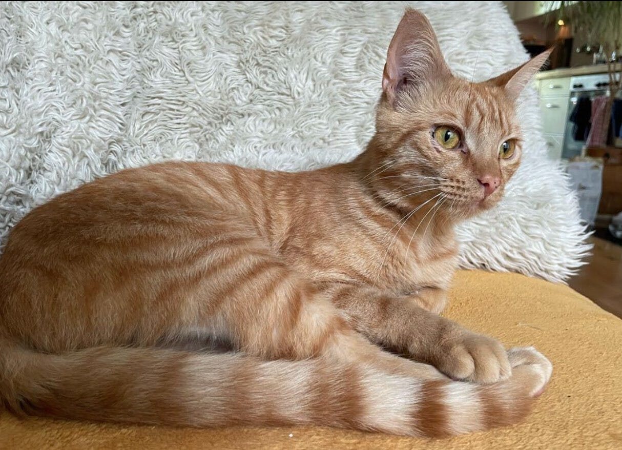 Kat Simba is vermist, kijk je mee uit?