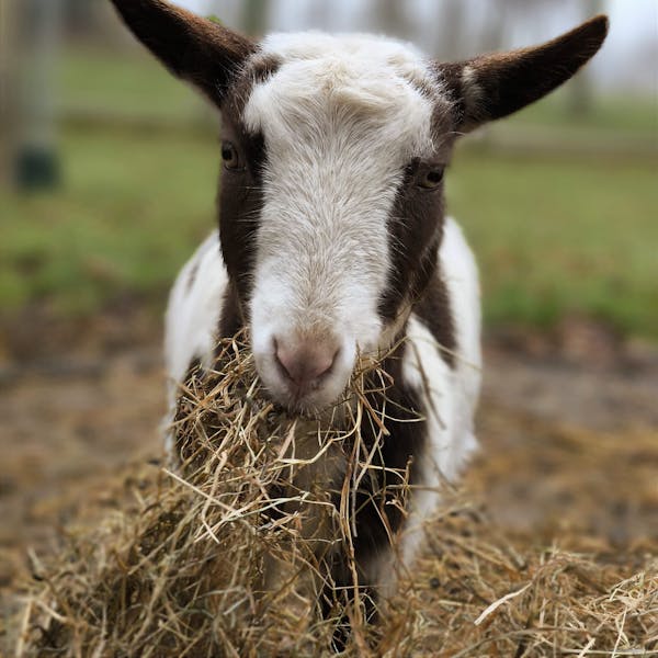 Verzorg dieren met liefde