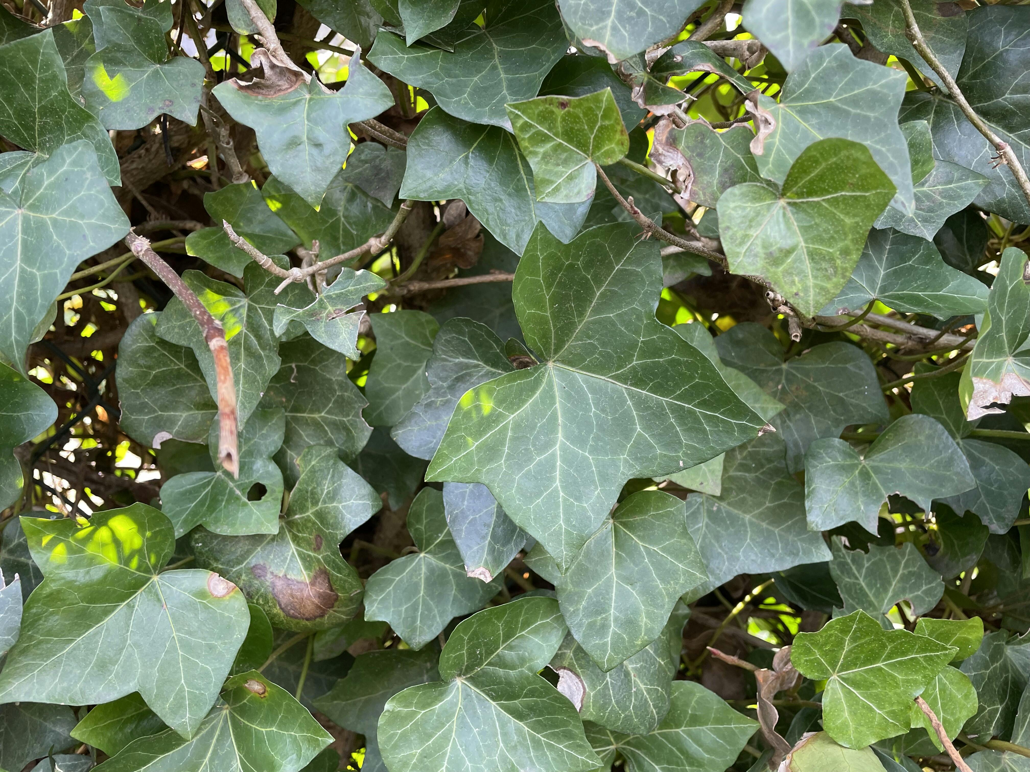 Gezocht: Hulp in de tuin voor een gezellige meneer in Chaam