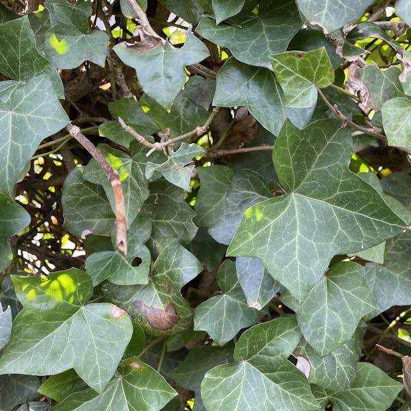 Gezocht: Hulp in de tuin voor een gezellige meneer in Chaam