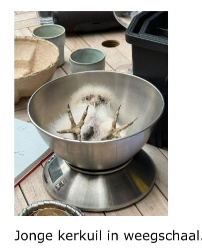 Stand van zaken Uilenwerkgroep zuidoost-Limburg september 2025