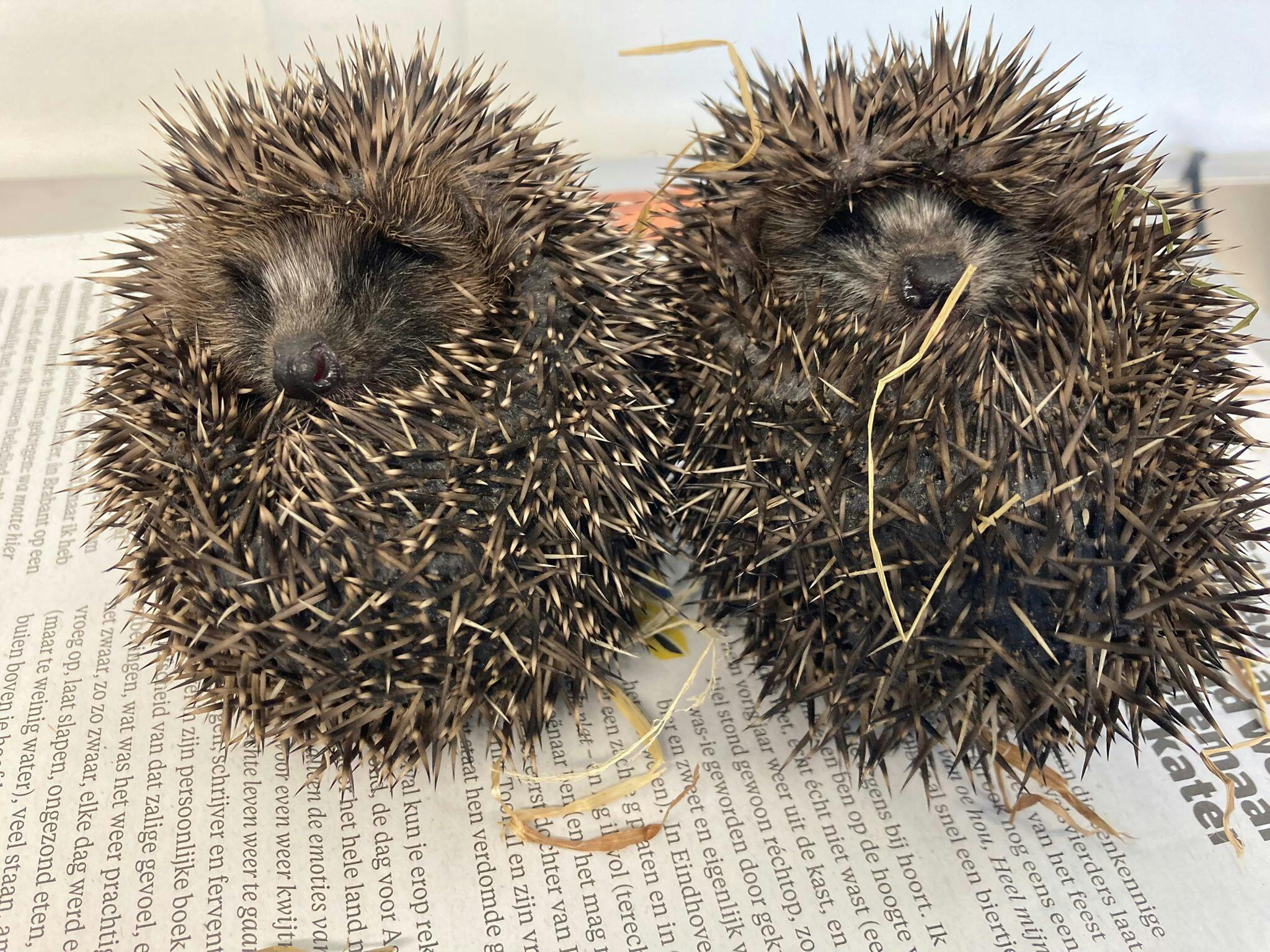 Zorg voor een schone egelopvang!