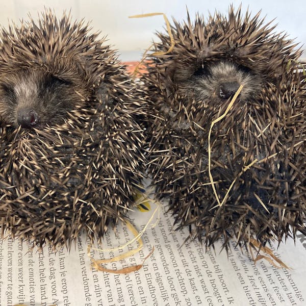 Zorg voor een schone egelopvang!