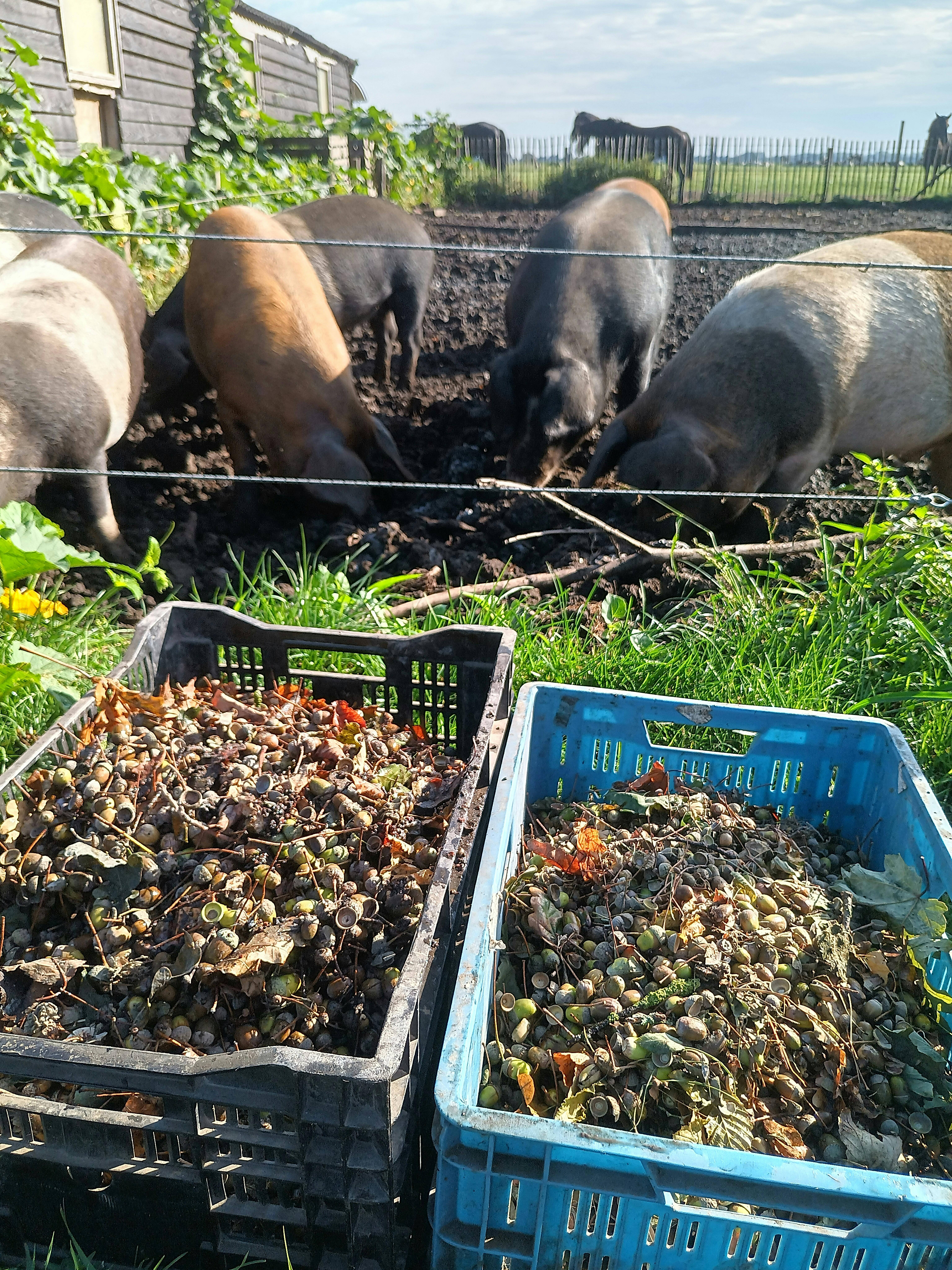 Verdien met eikeltjes verzamelen