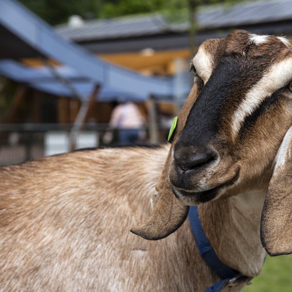 Vier Dierendag bij Weizigt