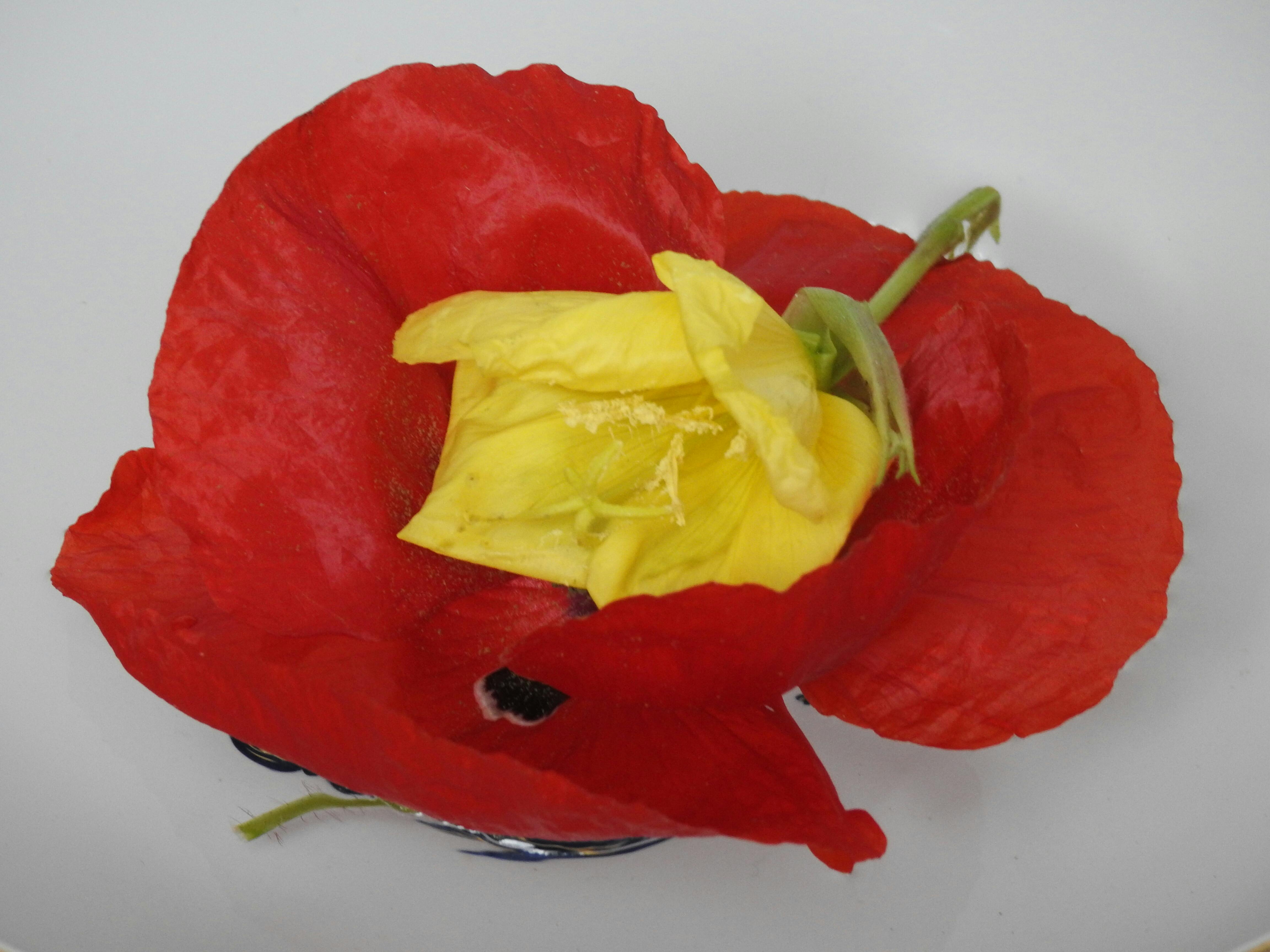 De L'Art Lymborch parfum, Nijmegen 2025