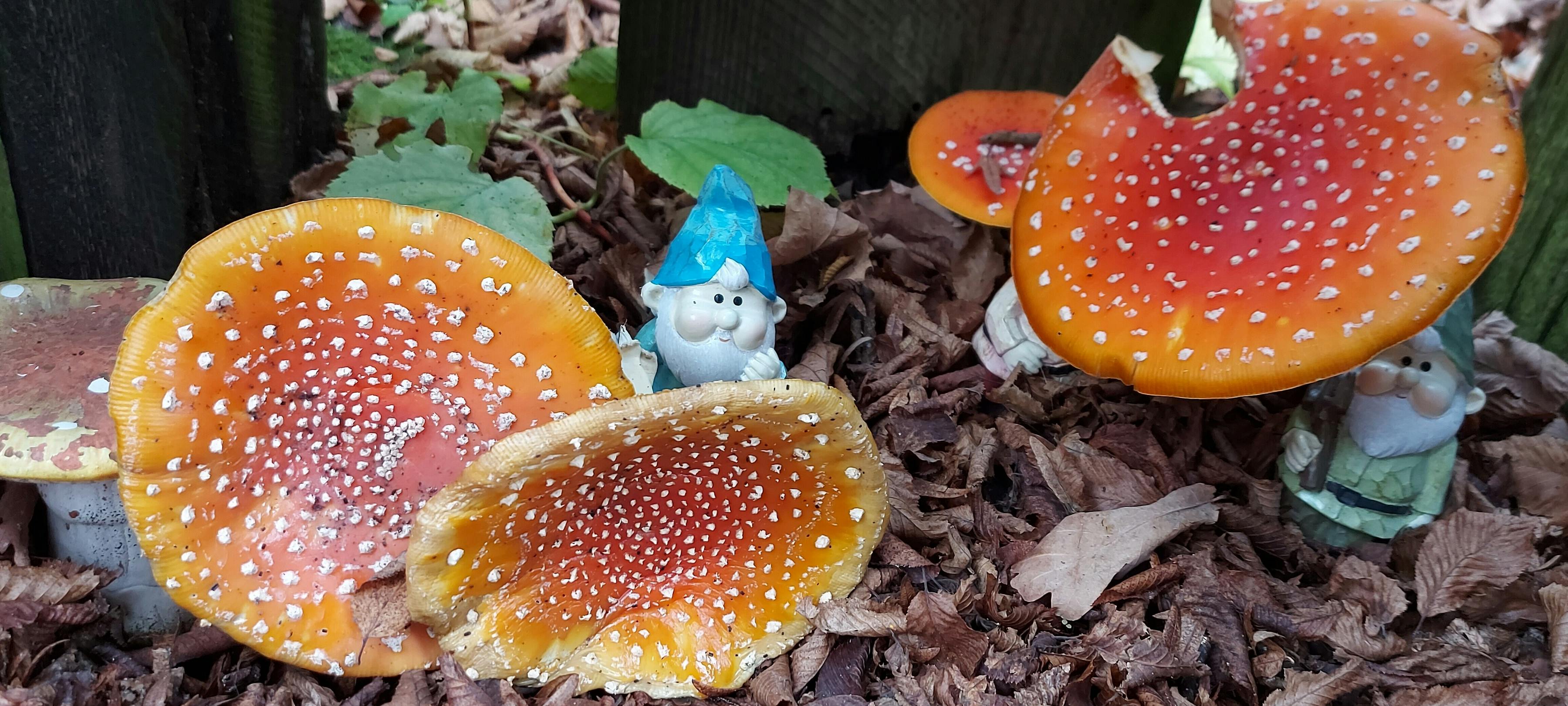 Sint Maarten, Sint Maarten, de koeien hebben staarten! 