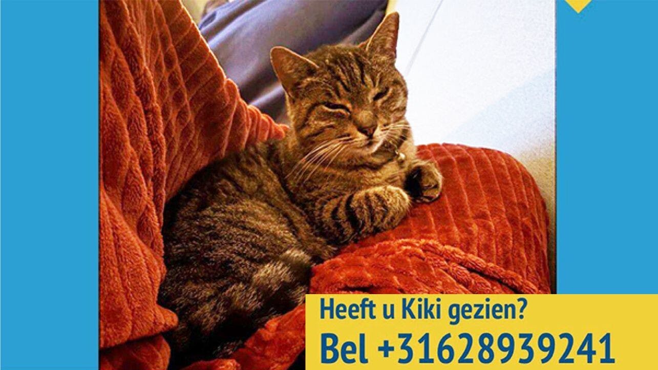 Kat Kiki vermist, kijk je mee uit?