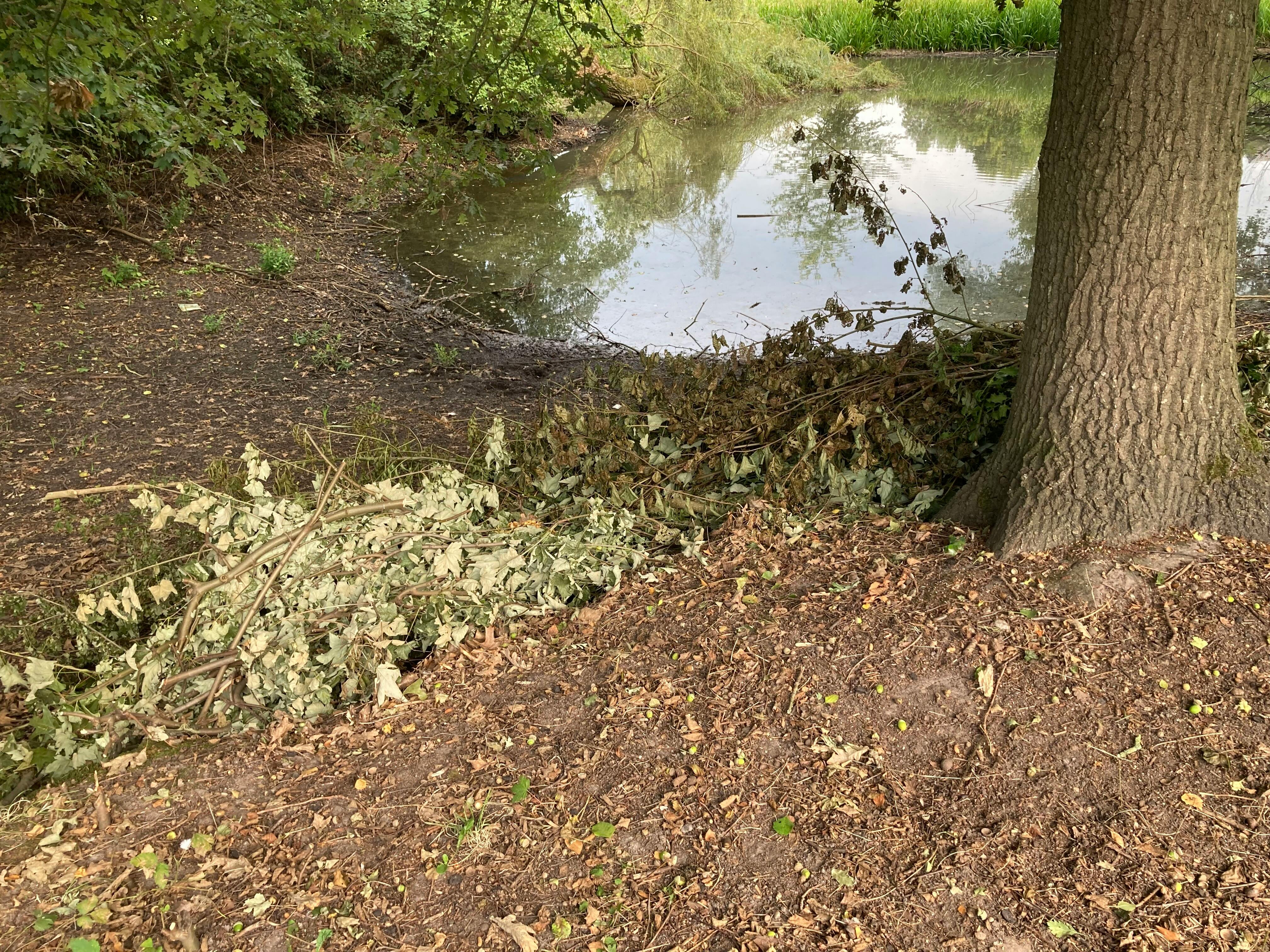 Omgevallen bomen vijver De Benring