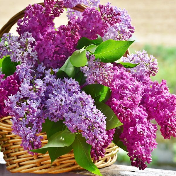 Gezocht: Betrouwbare en ervaren huishoudelijke hulp (3,5 uur per week)