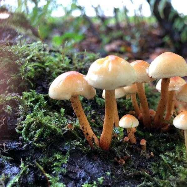 Activiteiten bij Weizigt in de herfstvakantie