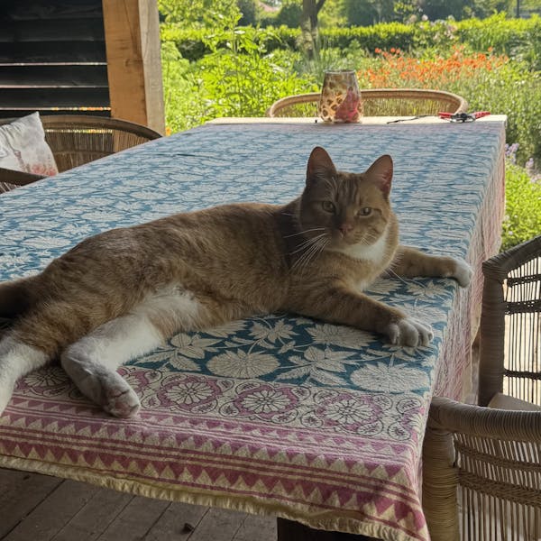 Gezocht Kees -Ulvenhout AC