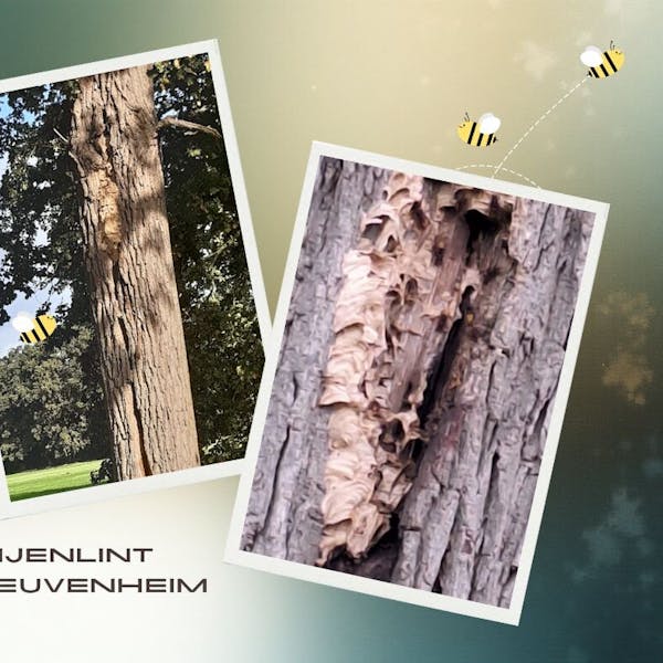 Leer alles over wespen in Leuvenheim