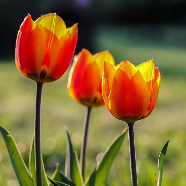Huishoudelijke hulp gezocht bij station Lent