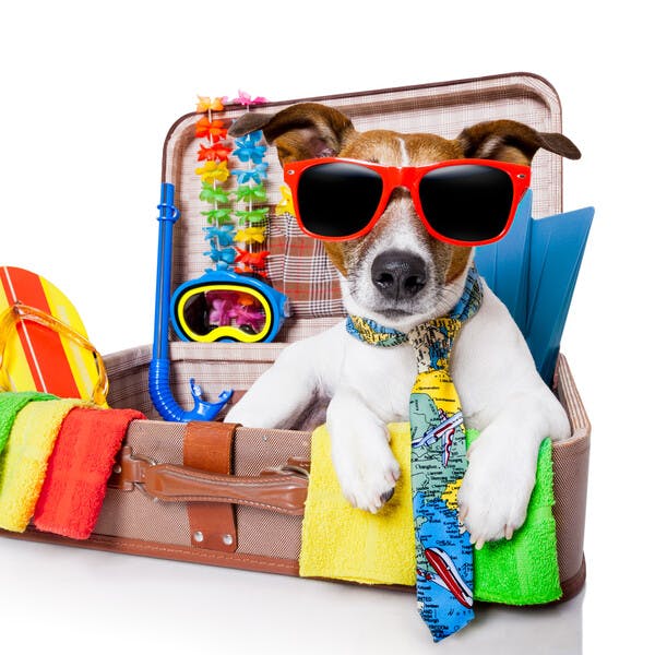 Reisbench hond Gratis