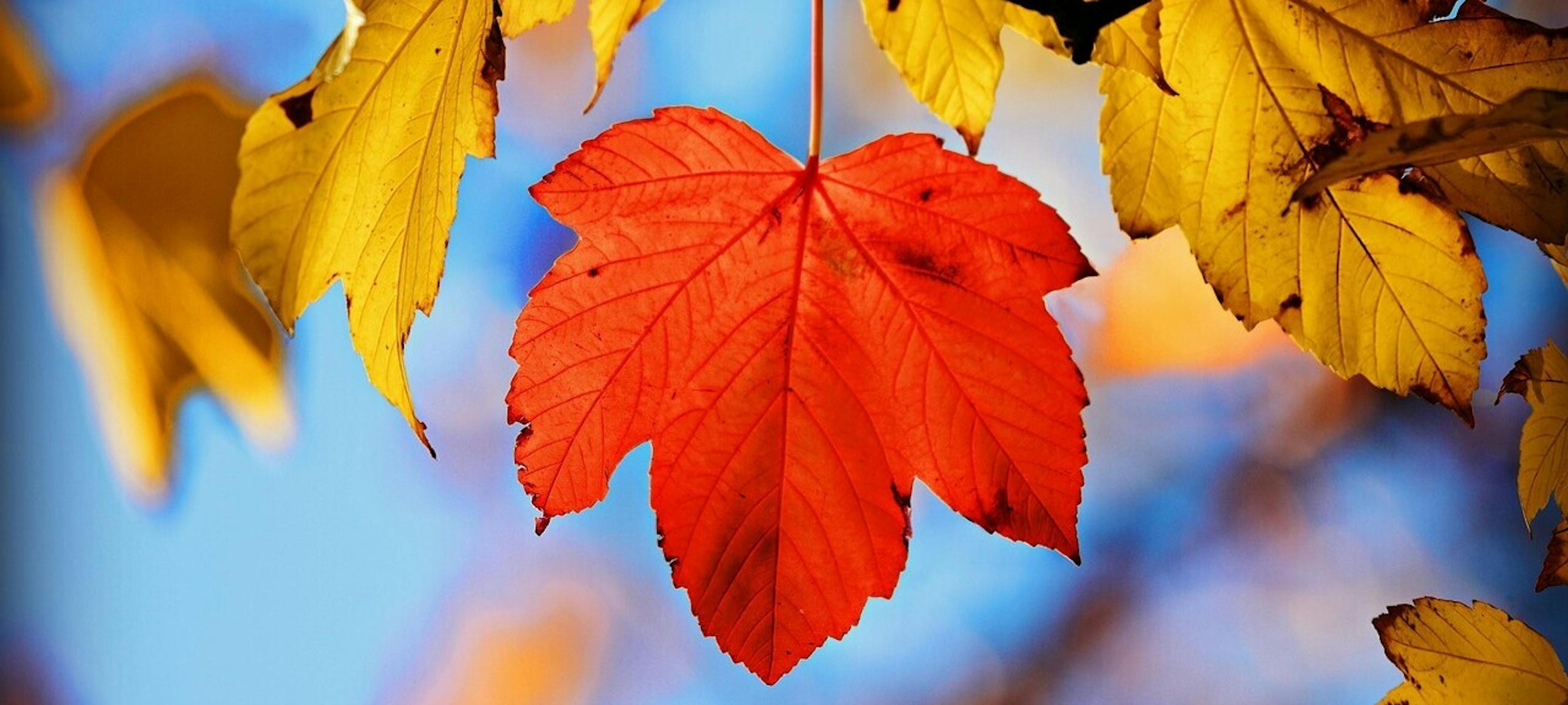 Samen maken wij het sociale actieve platform van Wijchen!