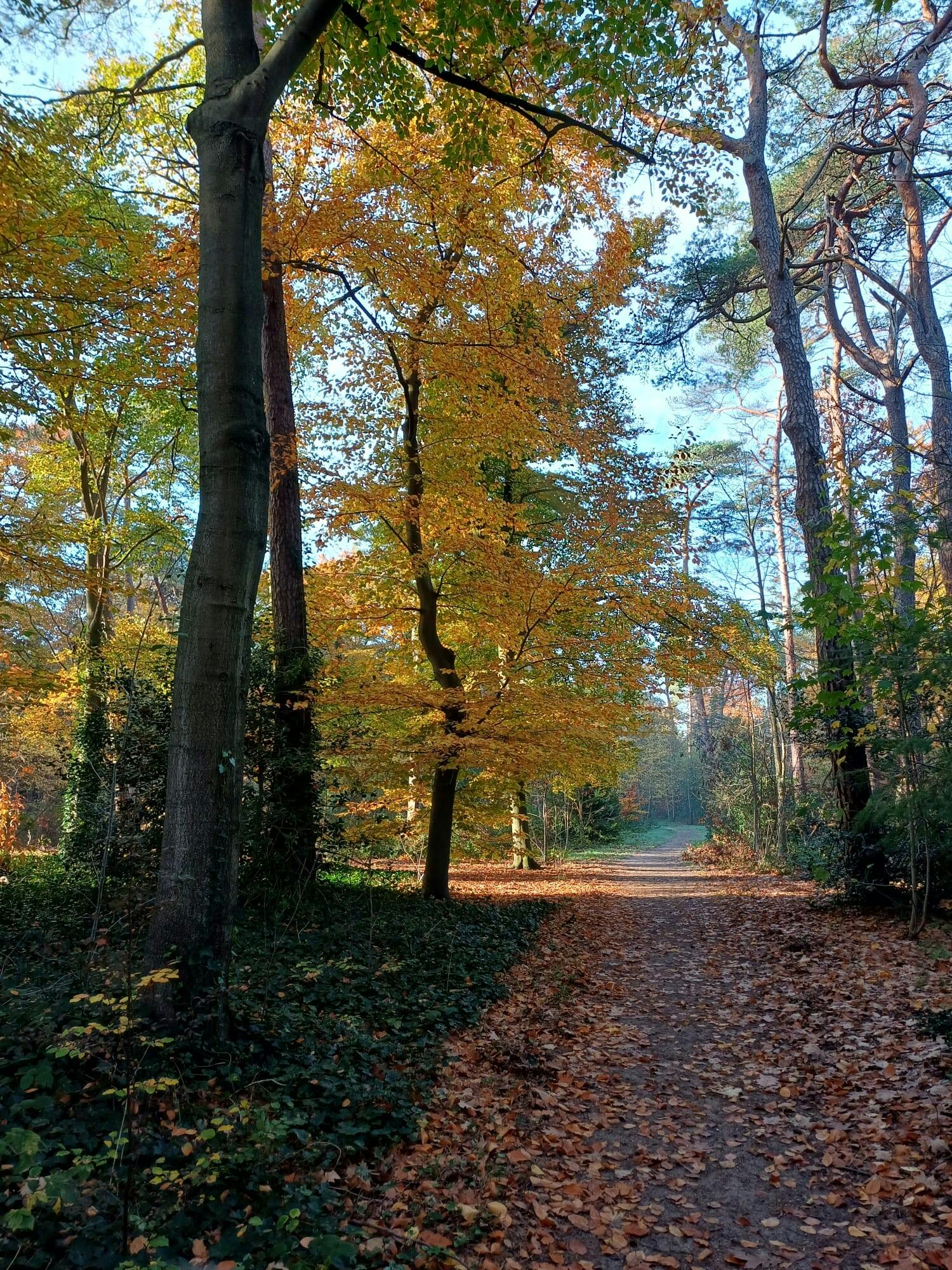 Wandelen op vrijdagochtend