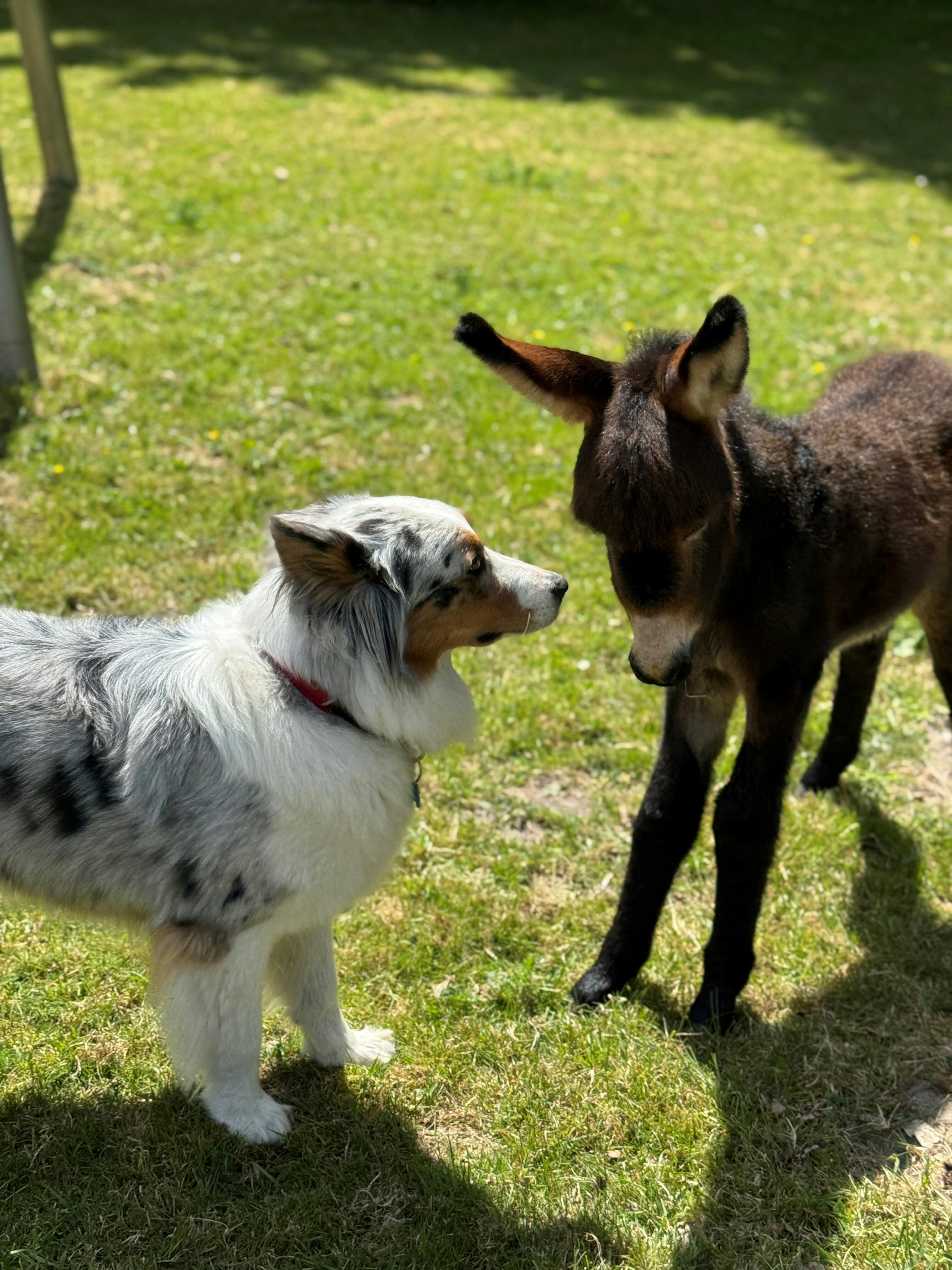 Jij maakt onze kinderboerderij levendig