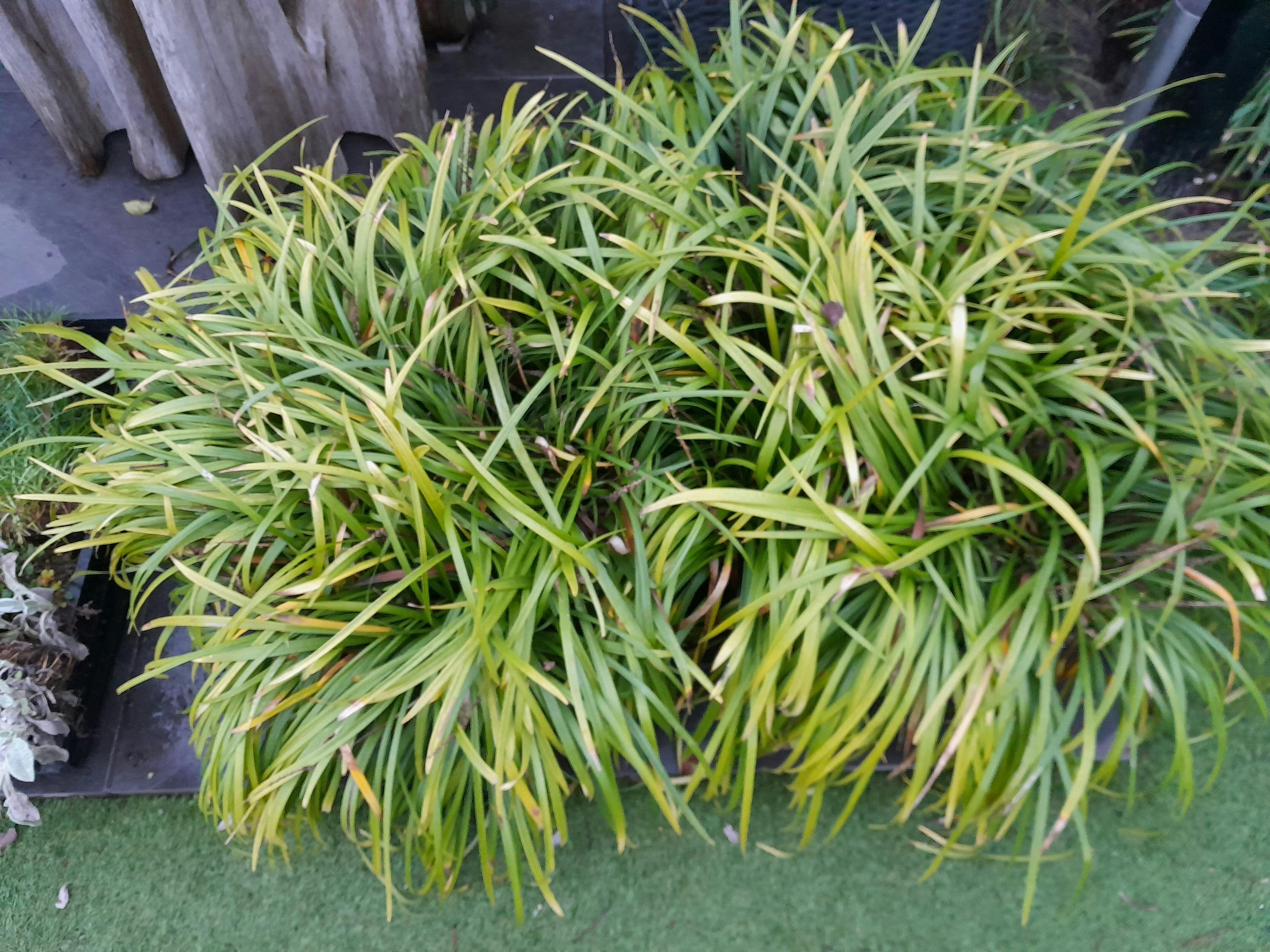 Siergras en andere planten.