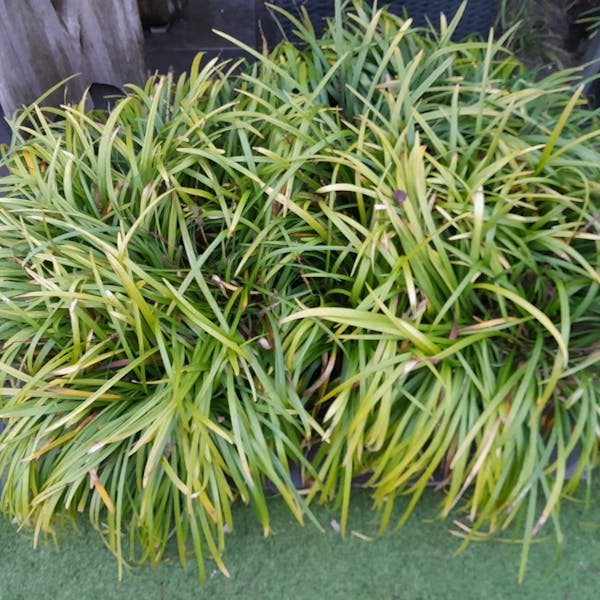 Siergras en andere planten.