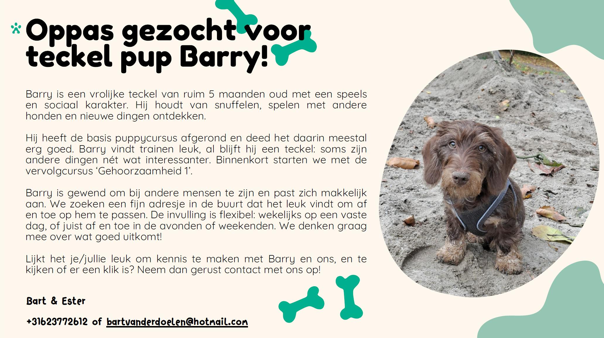 Gezocht: Oppas voor Teckel Barry