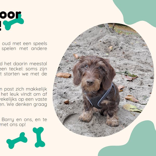 Gezocht: Oppas voor Teckel Barry