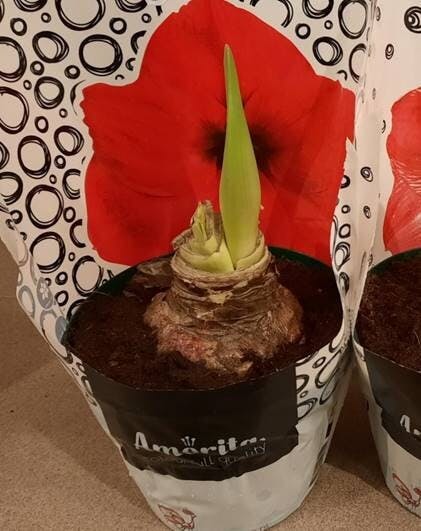 Mis de Amaryllis actie van DSV niet!