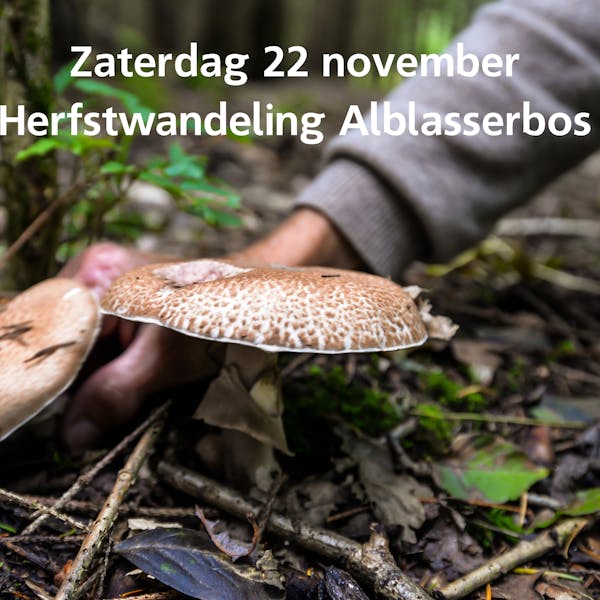 Herfstwandeling in het Alblasserbos