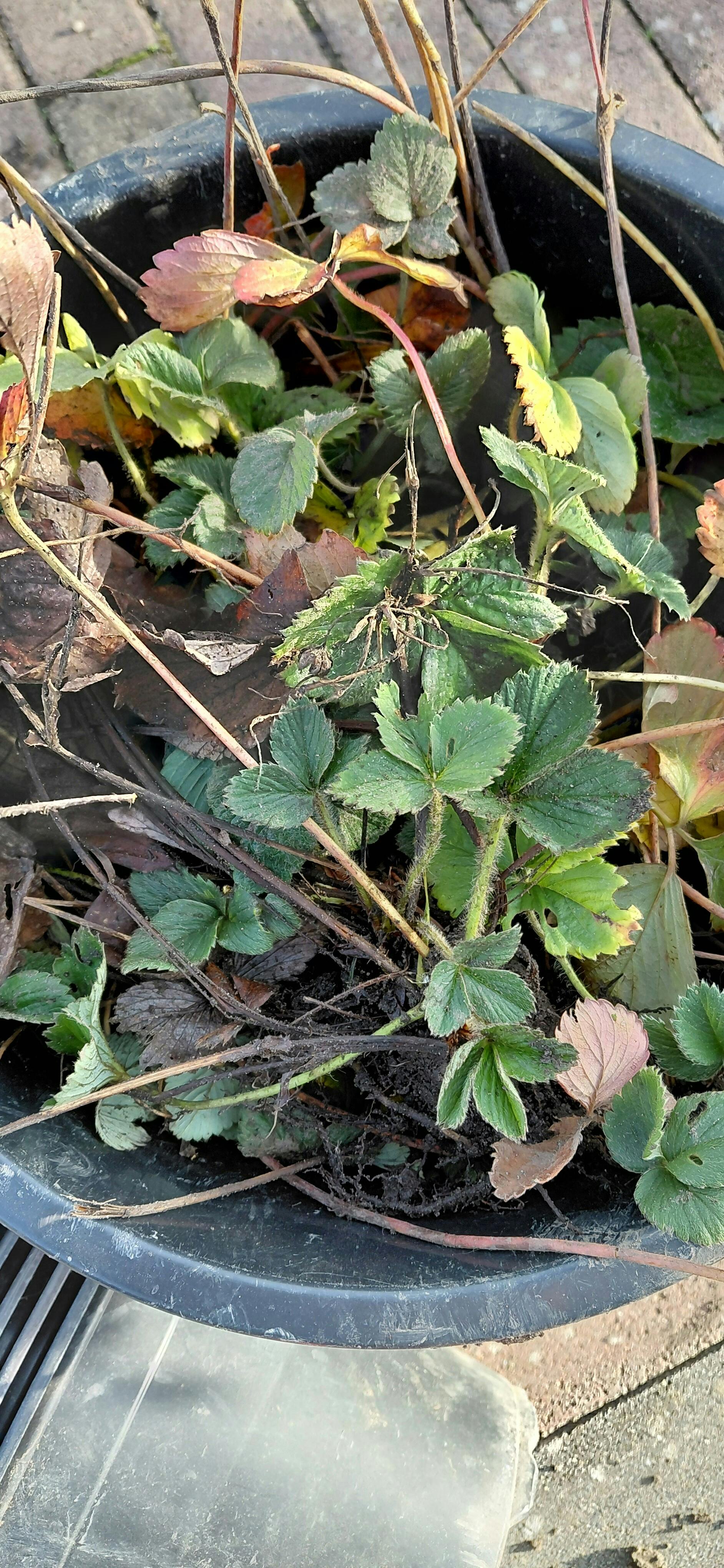 GRATIS: Aardbeien planten 