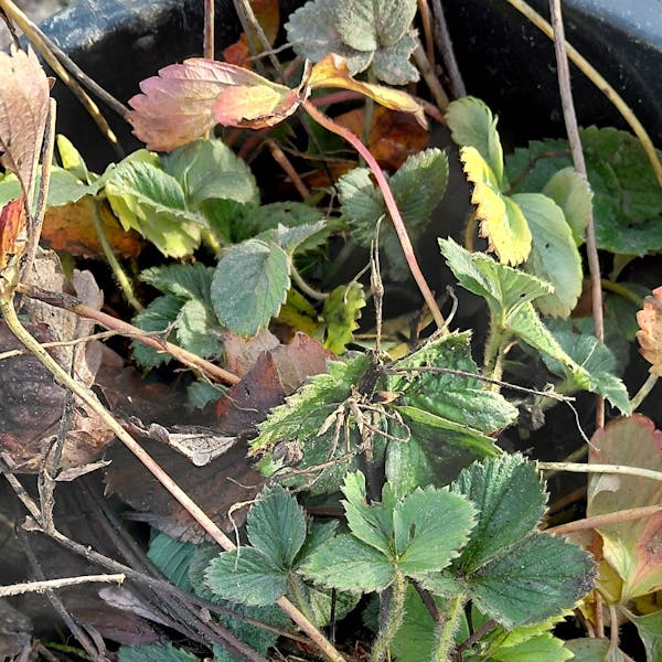 GRATIS: Aardbeien planten