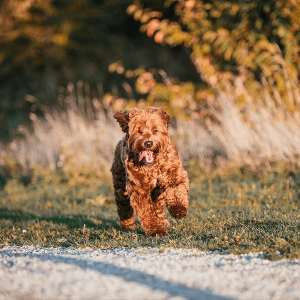 Als oudere knuffelen met een hond?