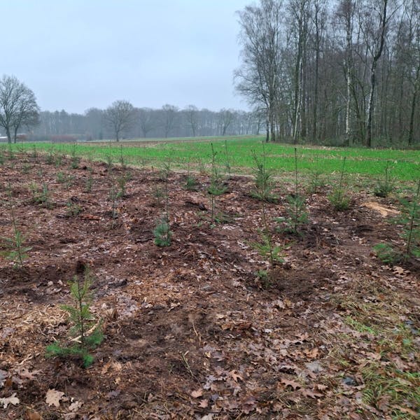 Geen Kerstbomenverkoop