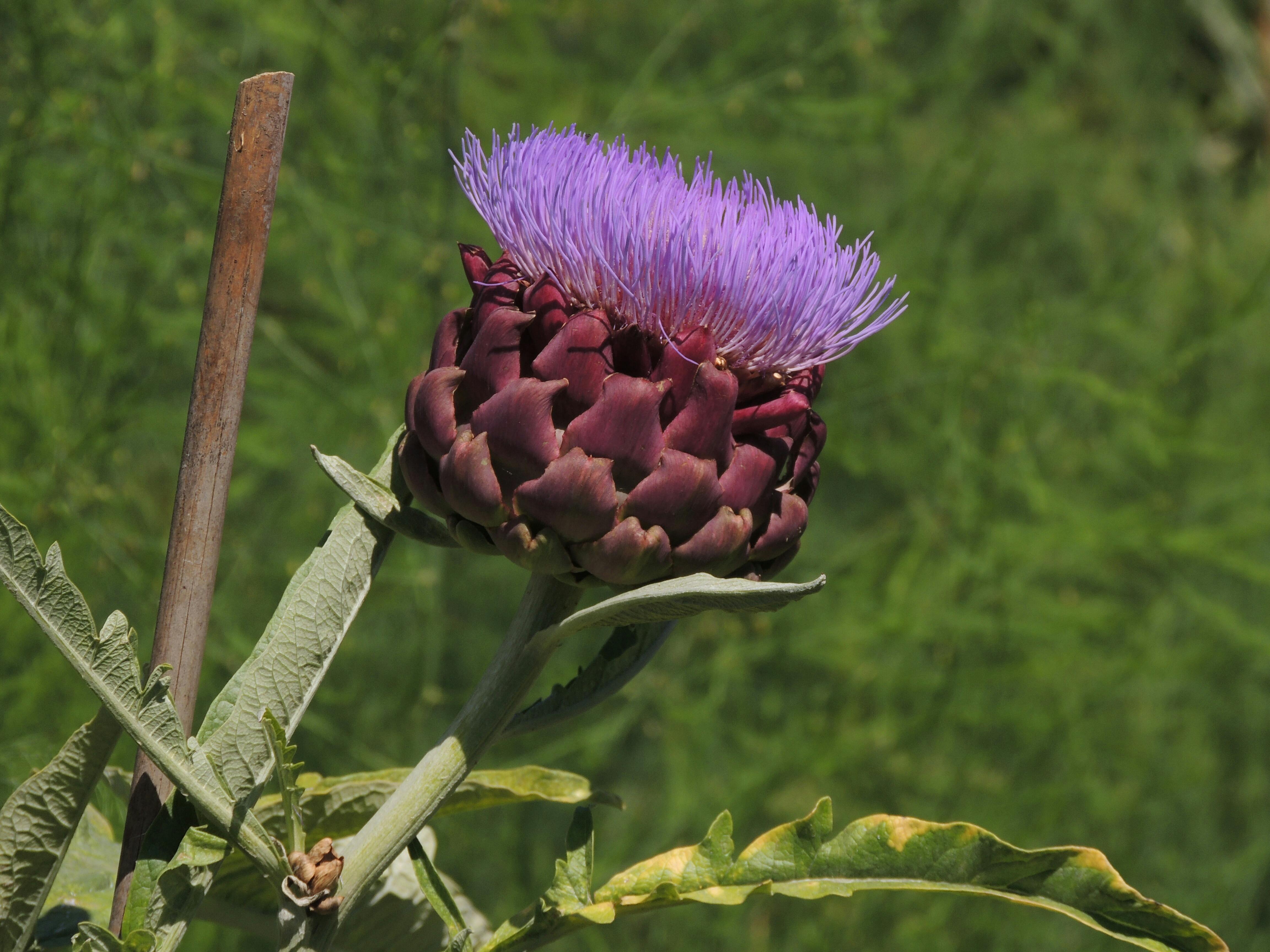 Het Romeins voedselbos als wandelroute door de stad Nijmegen 2025-2026